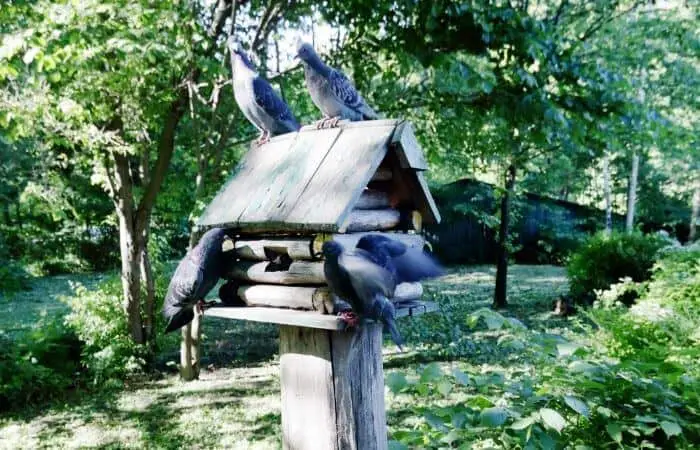 how to keep pigeons away from your bird feeder