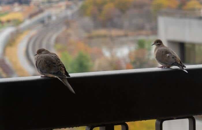 2 pigeons on balcony