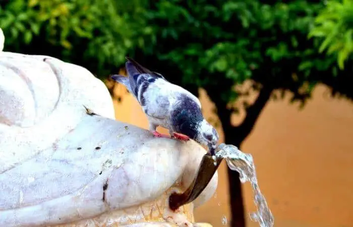 pigeon drinking water