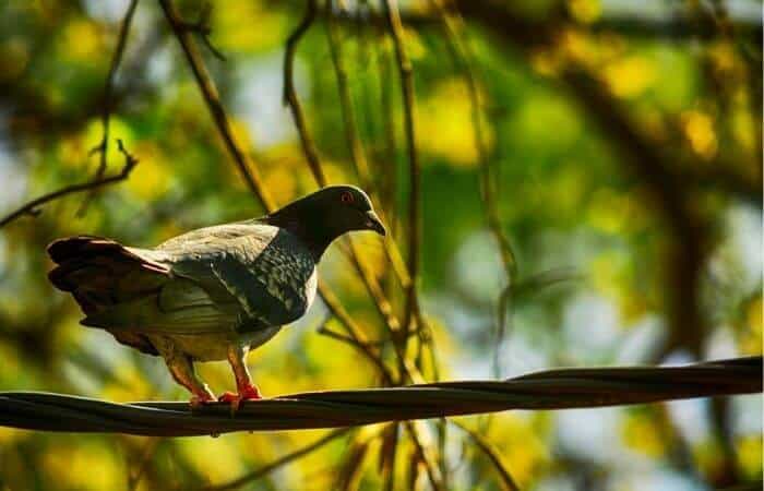 pigeon in tree