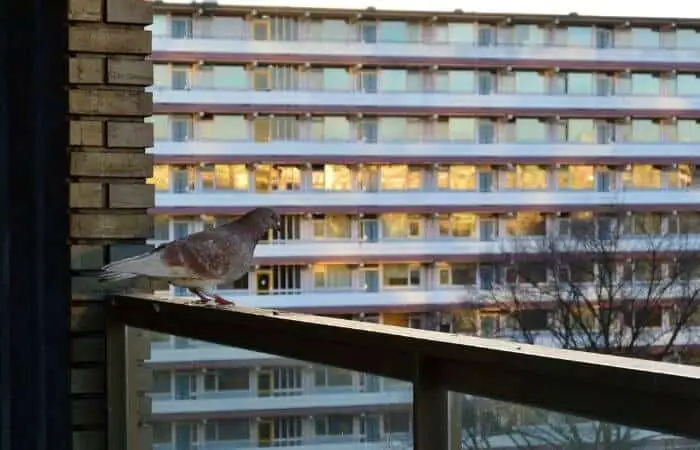 pigeon on balcony