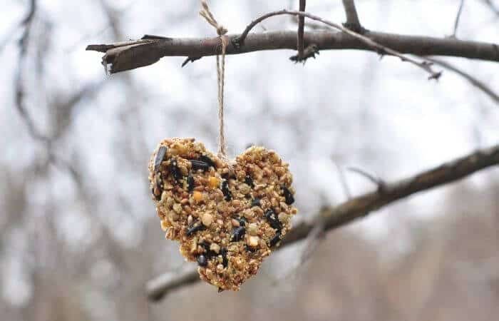 a pigeon proof feeder