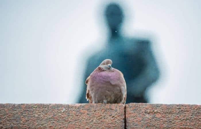 pigeons have faced extinction numerous times