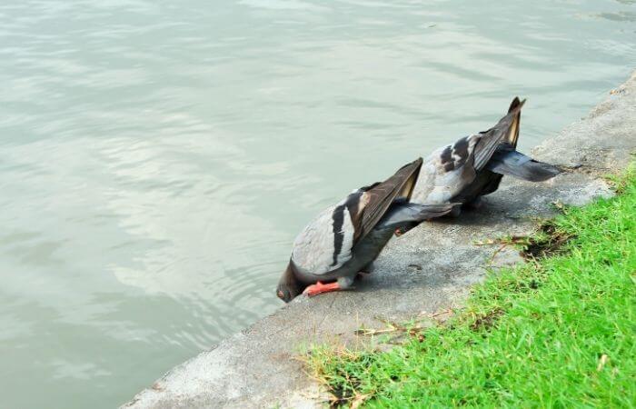 what do pigeons drink