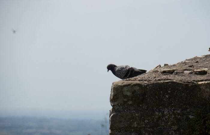 where do pigeons come from