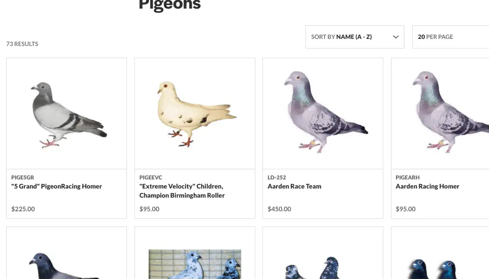 meat pigeons for sale near me