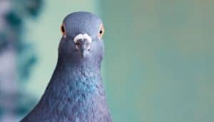 Do Pigeons Have Good Eyesight? – Pigeonpedia