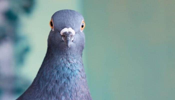 pigeon