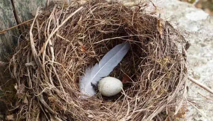 one egg in a nest