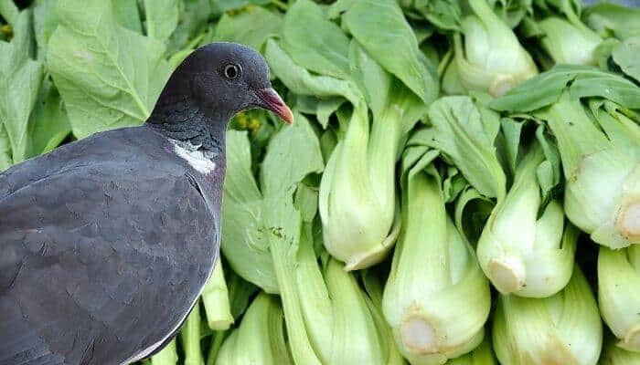 pigeon eating brassicas