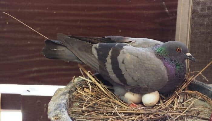 pigeon sitting on eggs