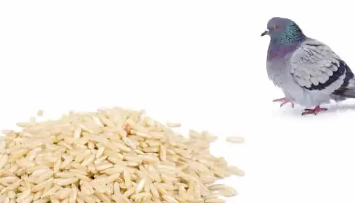 pigeon with large pile of rice