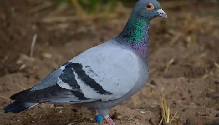 tagged racing pigeon