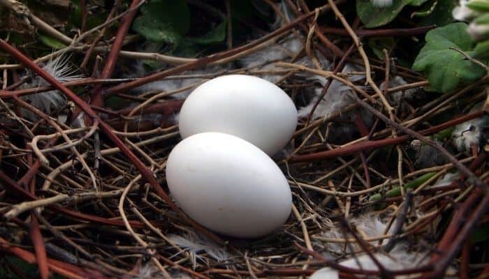 two pigeon eggs