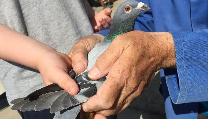 holding a pigeon