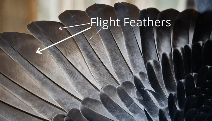 Flight Feathers