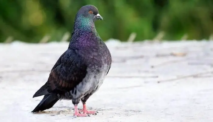 a king pigeon