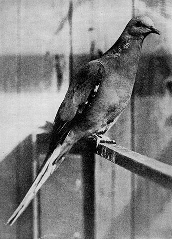 a passenger pigeon in 1897