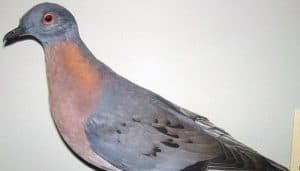 passenger pigeon de extinction 2021 passenger pigeon de extinction 2021