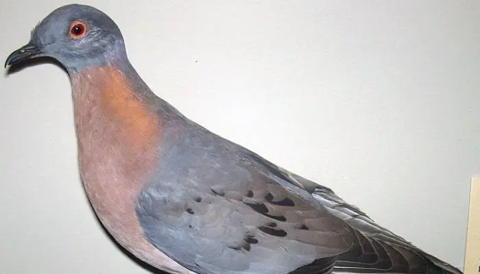 a stuffed passenger pigeon