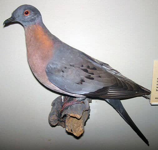 a stuffed passenger pigeon