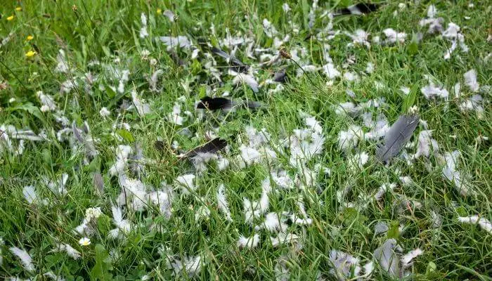 dead pigeon feathers