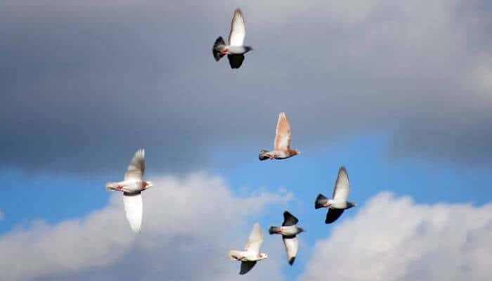 fast racing pigeons