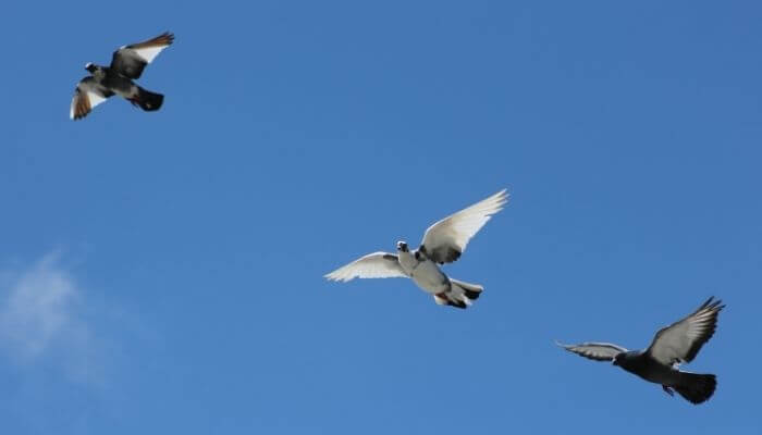 how fast can pigeons fly