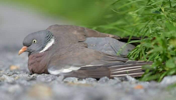 injured pigeon