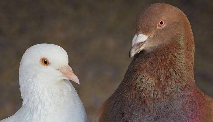 king pigeon pair