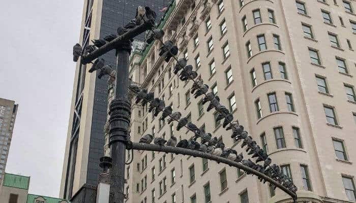 new york city pigeons