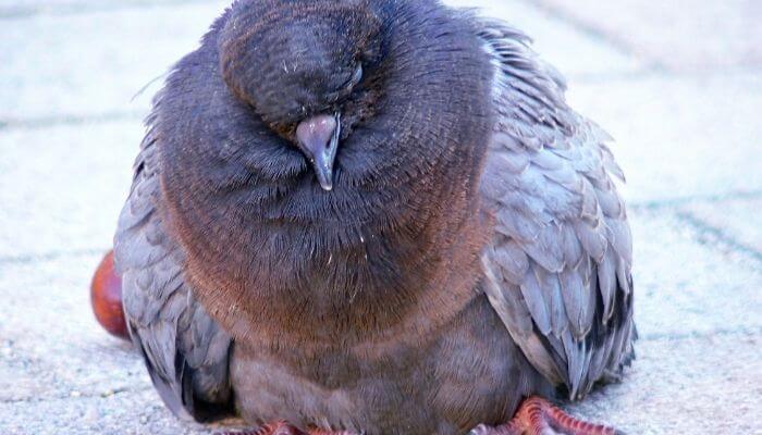 Fat Pigeon Photos & Reasons For Pigeon Obesity – Pigeonpedia