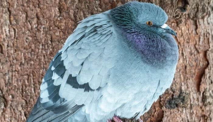 Fat Pigeon Photos & Reasons For Pigeon Obesity – Pigeonpedia