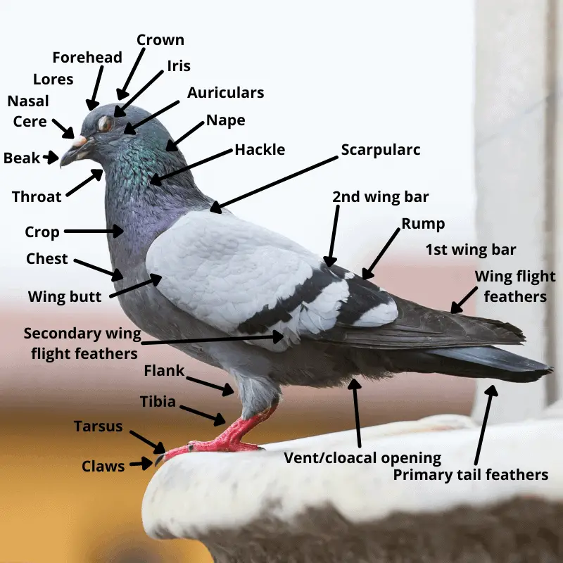 Pigeon Shield Size Chart