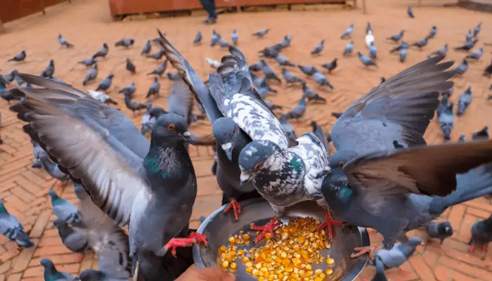 pigeon eating 