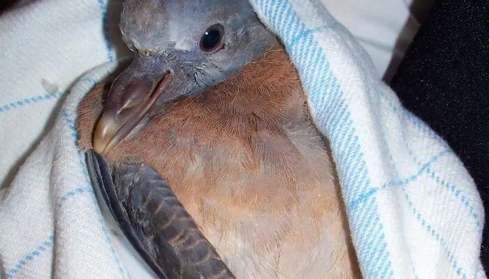 pigeon in blanket