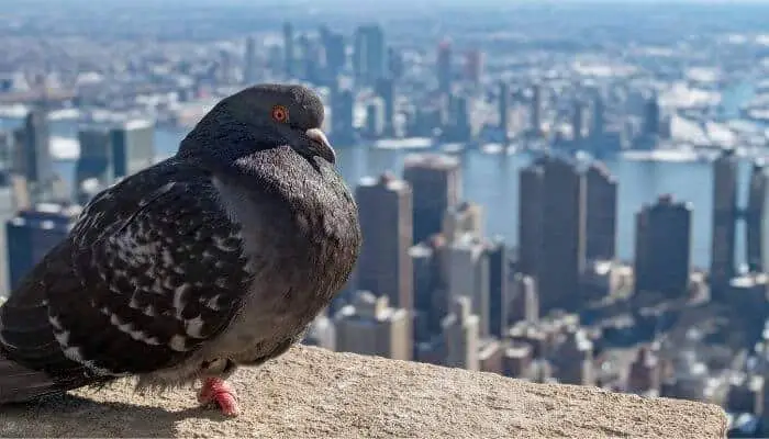 pigeon overlooking new york