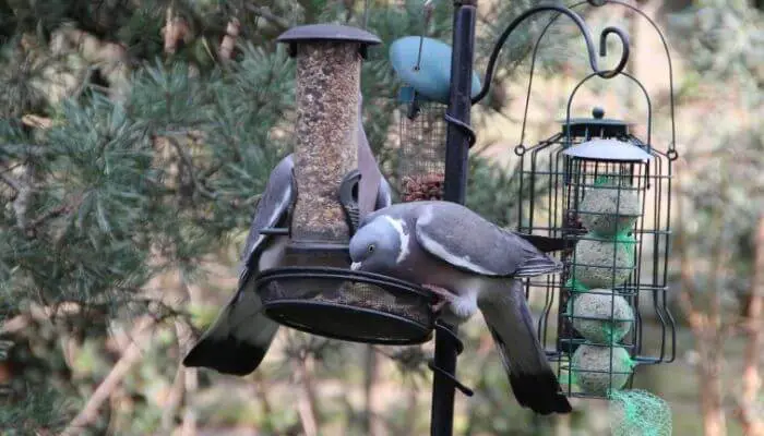 pigeons eating from a bird feeder