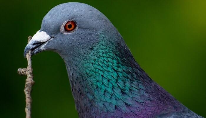 pigeon with stick