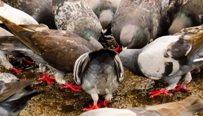 pigeons eating