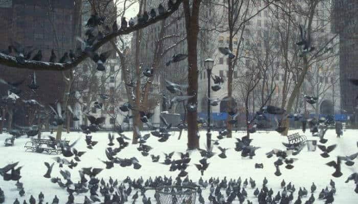 pigeons in central park new york