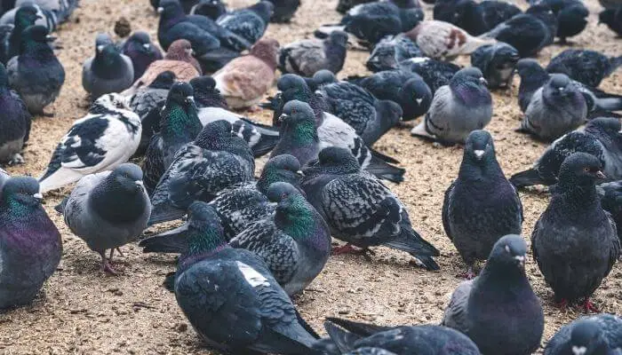 pigeons eating grain