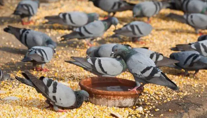 what do pigeons eat