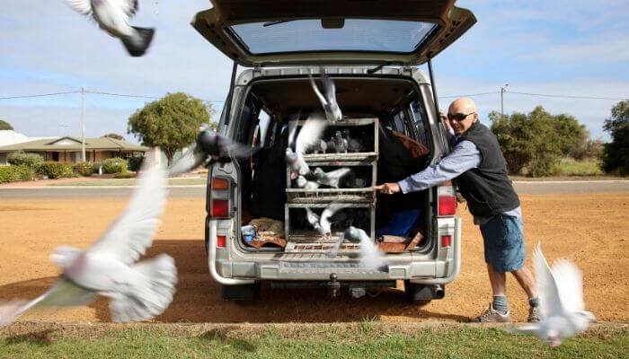 racing pigeons being released