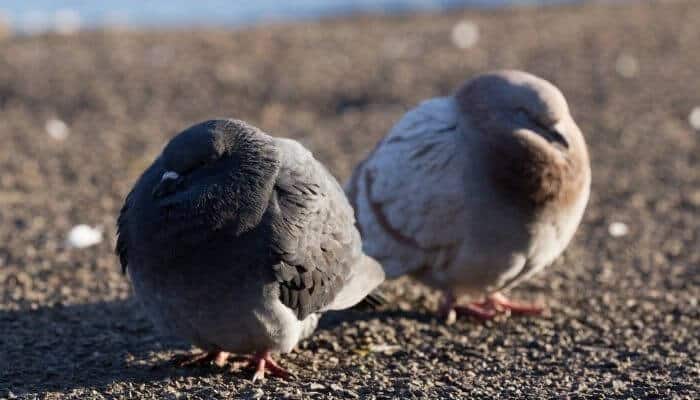 two fat pigeons