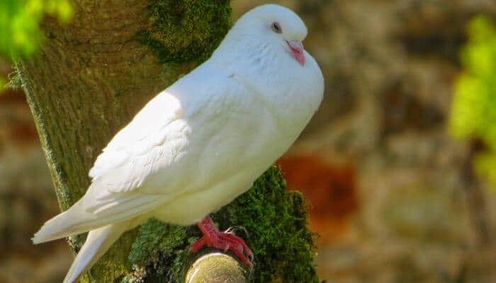 white king pigeon