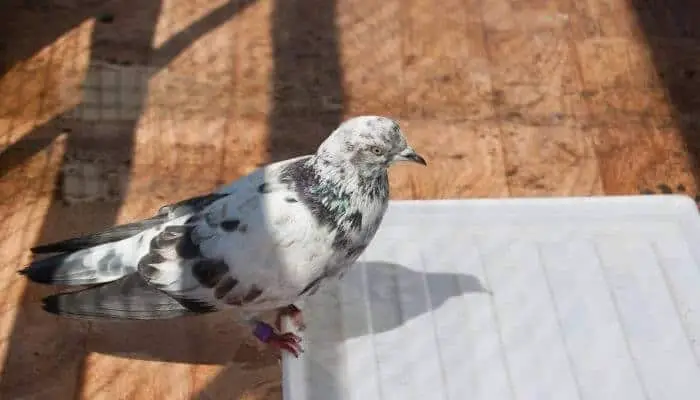 a tippler pigeon