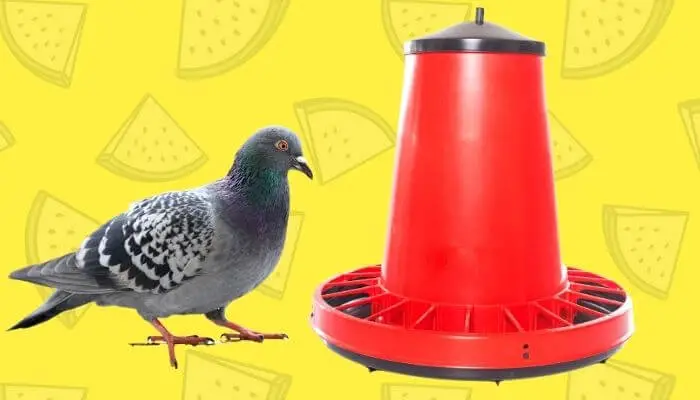a pigeon bird feeder