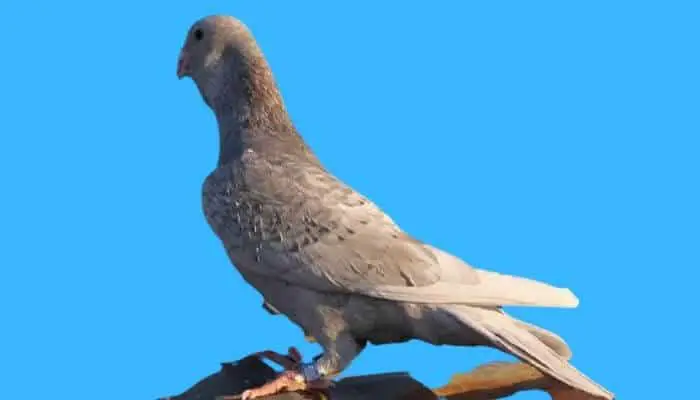 dewlap pigeon