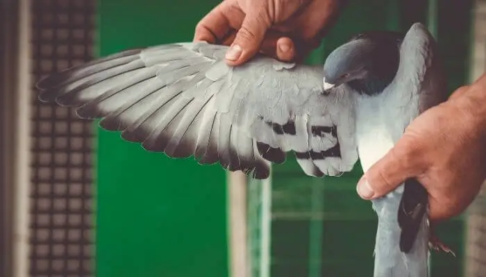 extending pigeon wing